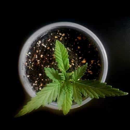 grow tagebuch kaboom