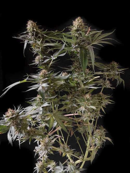 grow tagebuch kaboom