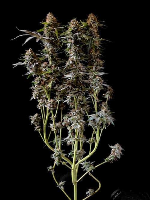 grow tagebuch kaboom