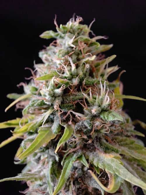 grow tagebuch kaboom