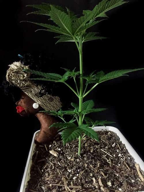 grow tagebuch kaboom