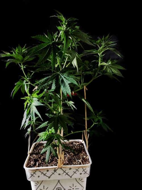 grow tagebuch kaboom
