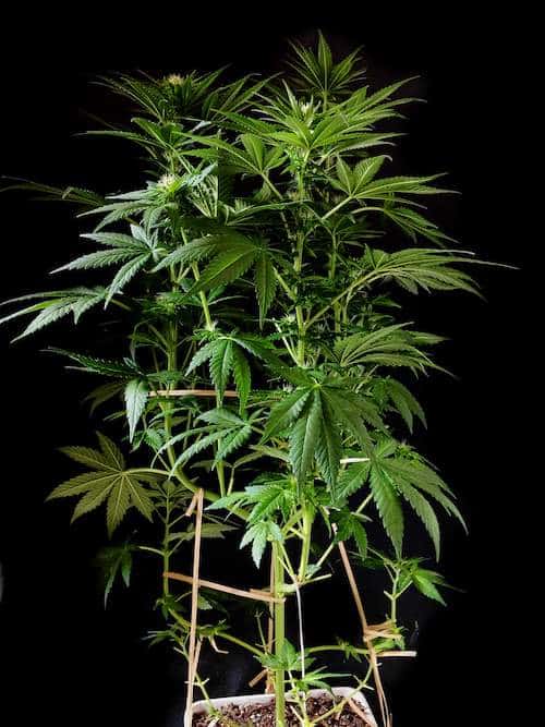 grow tagebuch kaboom