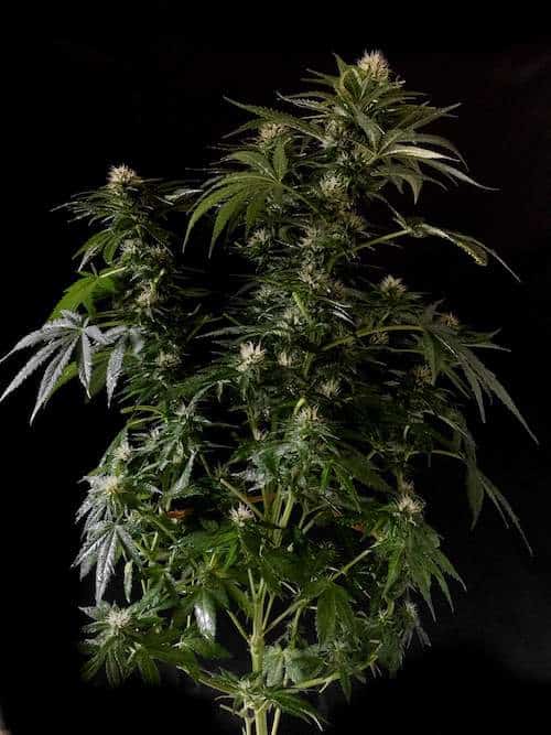 grow tagebuch kaboom