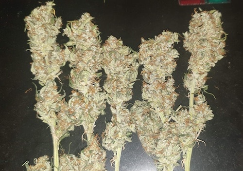 growreport