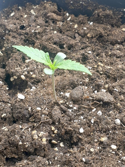 growreport