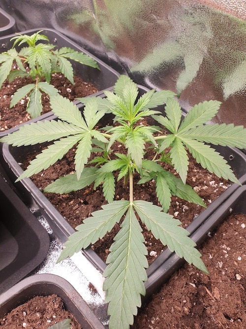growreport