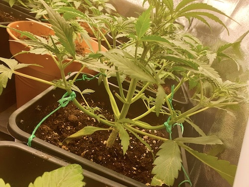 growreport