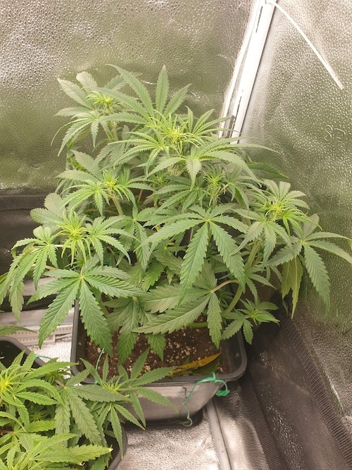 growreport