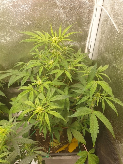 growreport