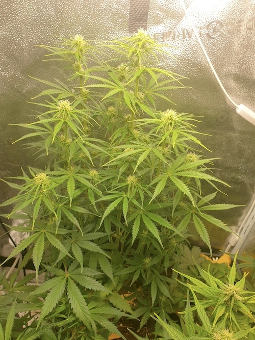 growreport