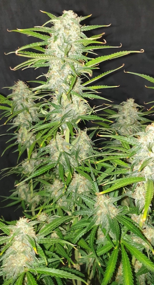 growreport
