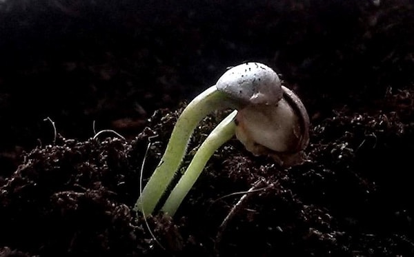 unexpected cannabis growing problems