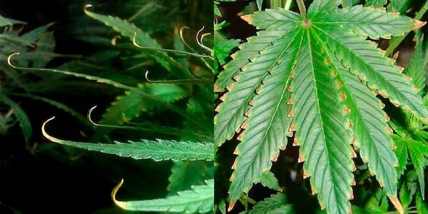 unexpected cannabis growing problems