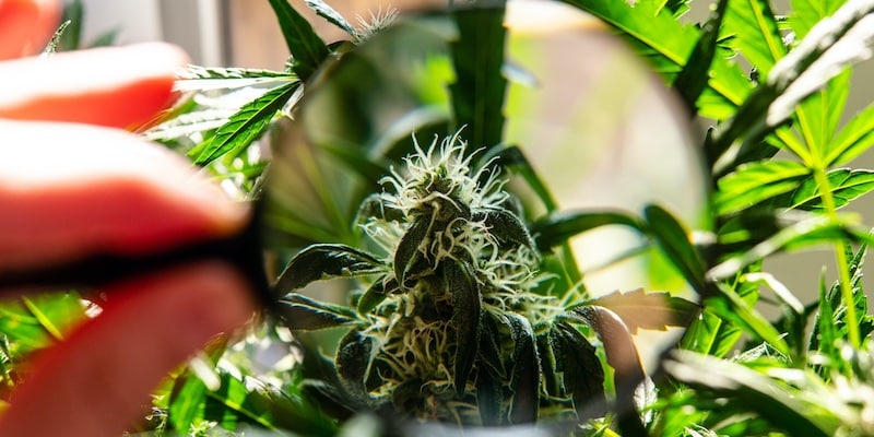 mutation leaves