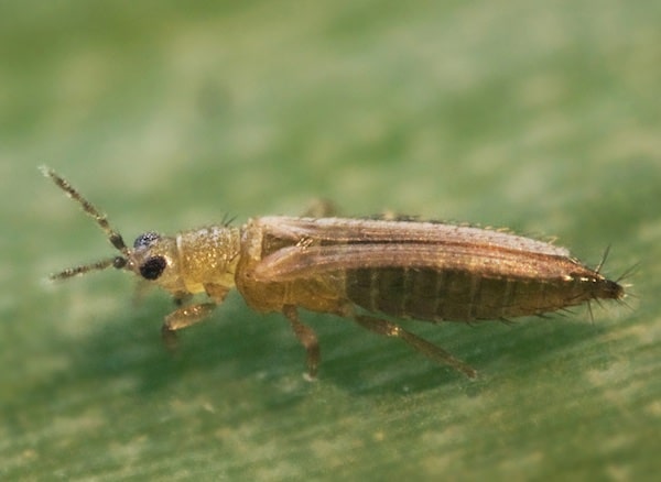 how to eliminate thrips