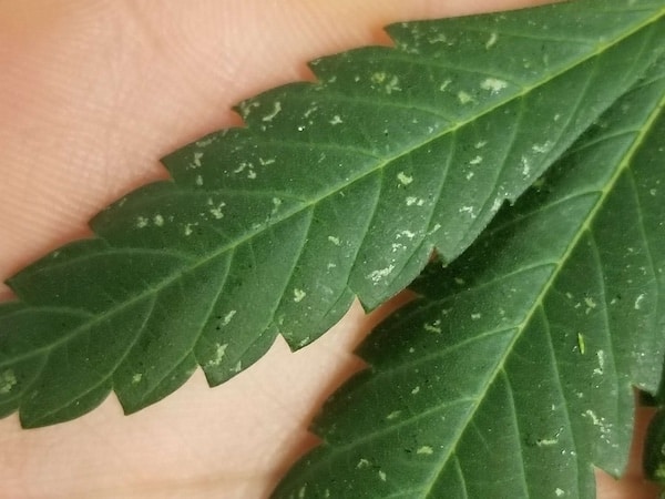 how to eliminate thrips