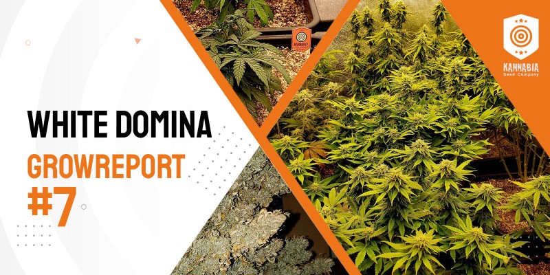 Grow Tagebuch – White Domina
