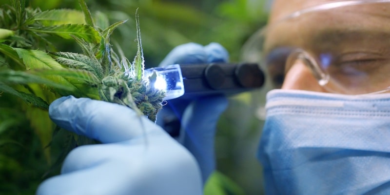trichomes