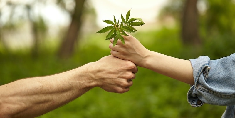 milestones cannabis 2025