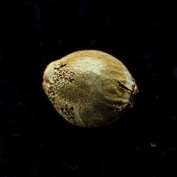 Cannabis-samen: Moby Dick, 1 Seed