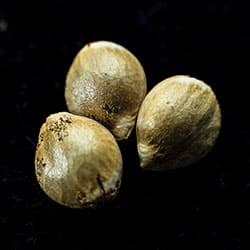 Cannabis-samen: Moby Dick, 3+1 Seed