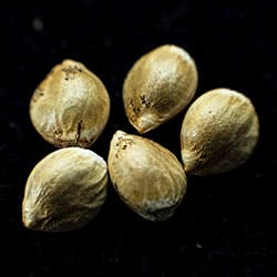 Cannabis-samen: Moby Dick, 5+2 Seed