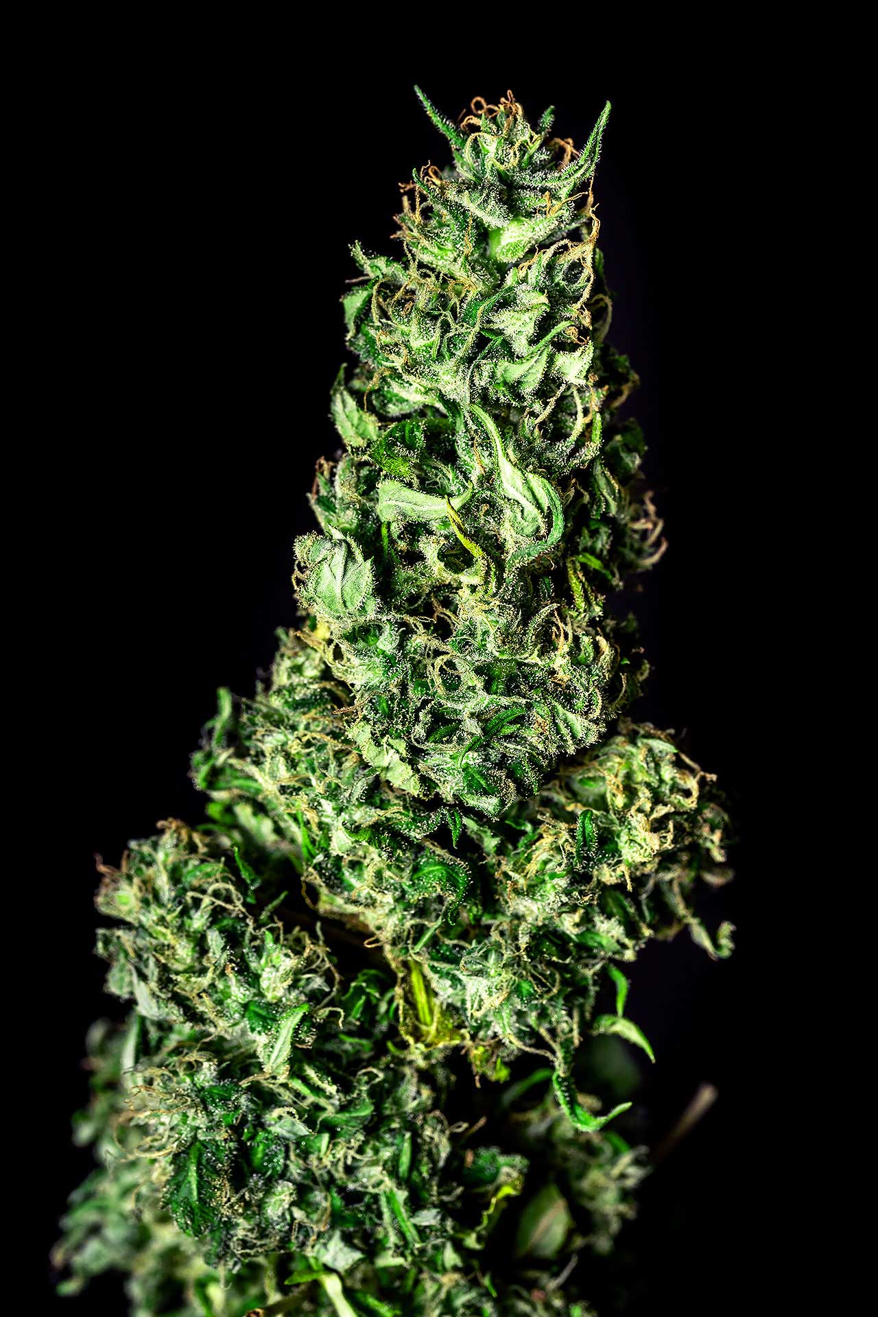 Marijuana seeds - Feminized: Moby Dick (1)