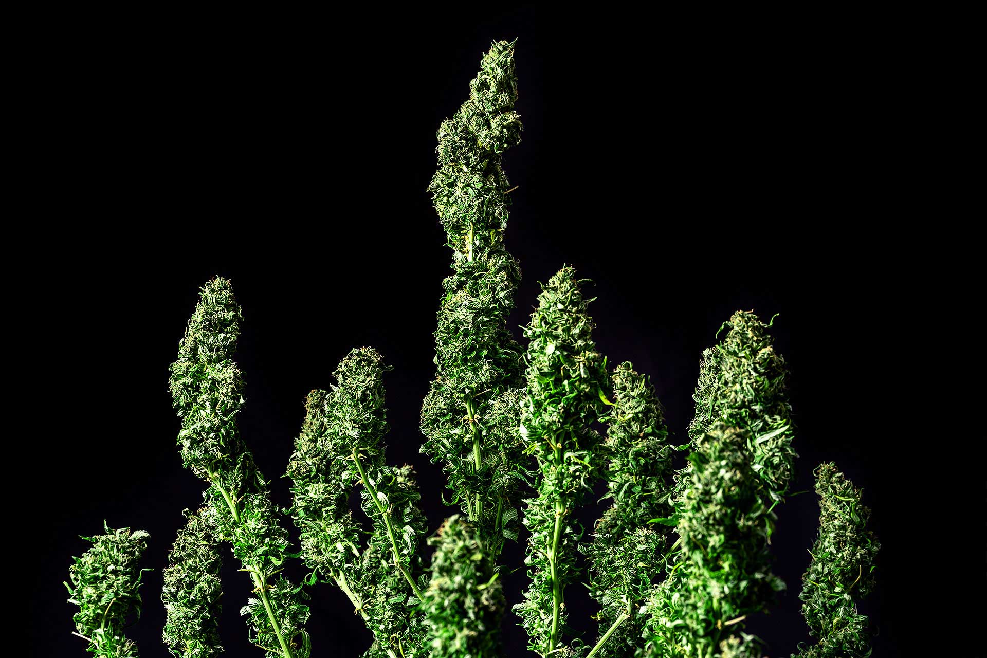Marijuana seeds - Feminized: Moby Dick (2)