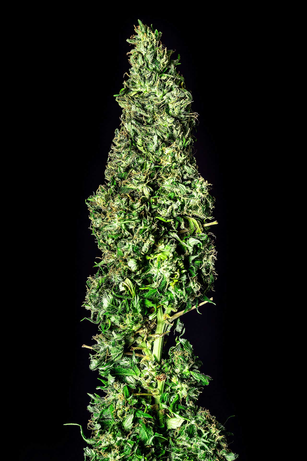Marijuana seeds - Feminized: Moby Dick (3)