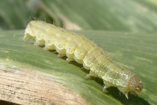 caterpillars