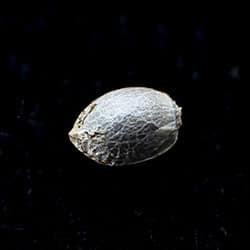 Marijuana seeds: Runtz Auto, 1 Seed