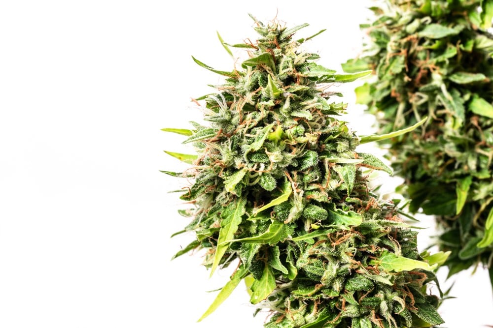 Cannabis-samen - Autoflowering: Runtz Auto (1)