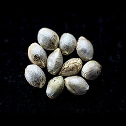 Marijuana seeds: Runtz Auto, 10+3 Seed