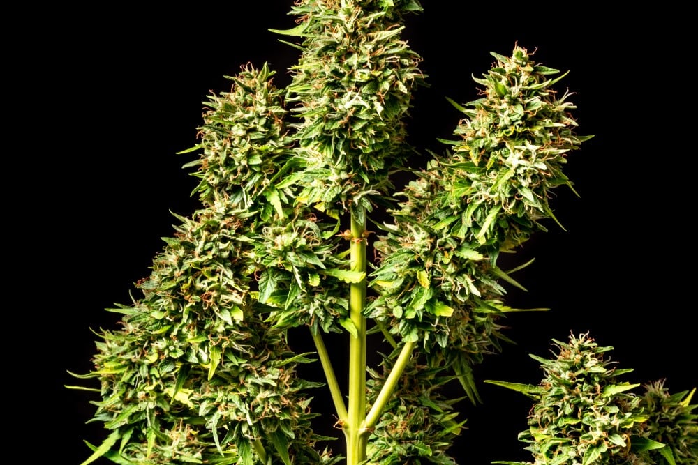 Cannabis-samen - Autoflowering: Runtz Auto (2)