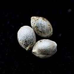 Marijuana seeds: Runtz Auto, 3+1 Seed