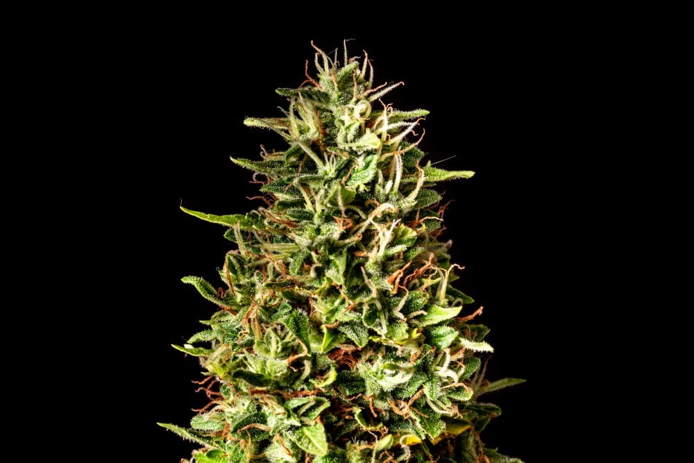 Cannabis-samen - Autoflowering: Runtz Auto (3)