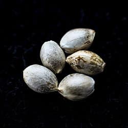 Marijuana seeds: Runtz Auto, 5+2 Seed