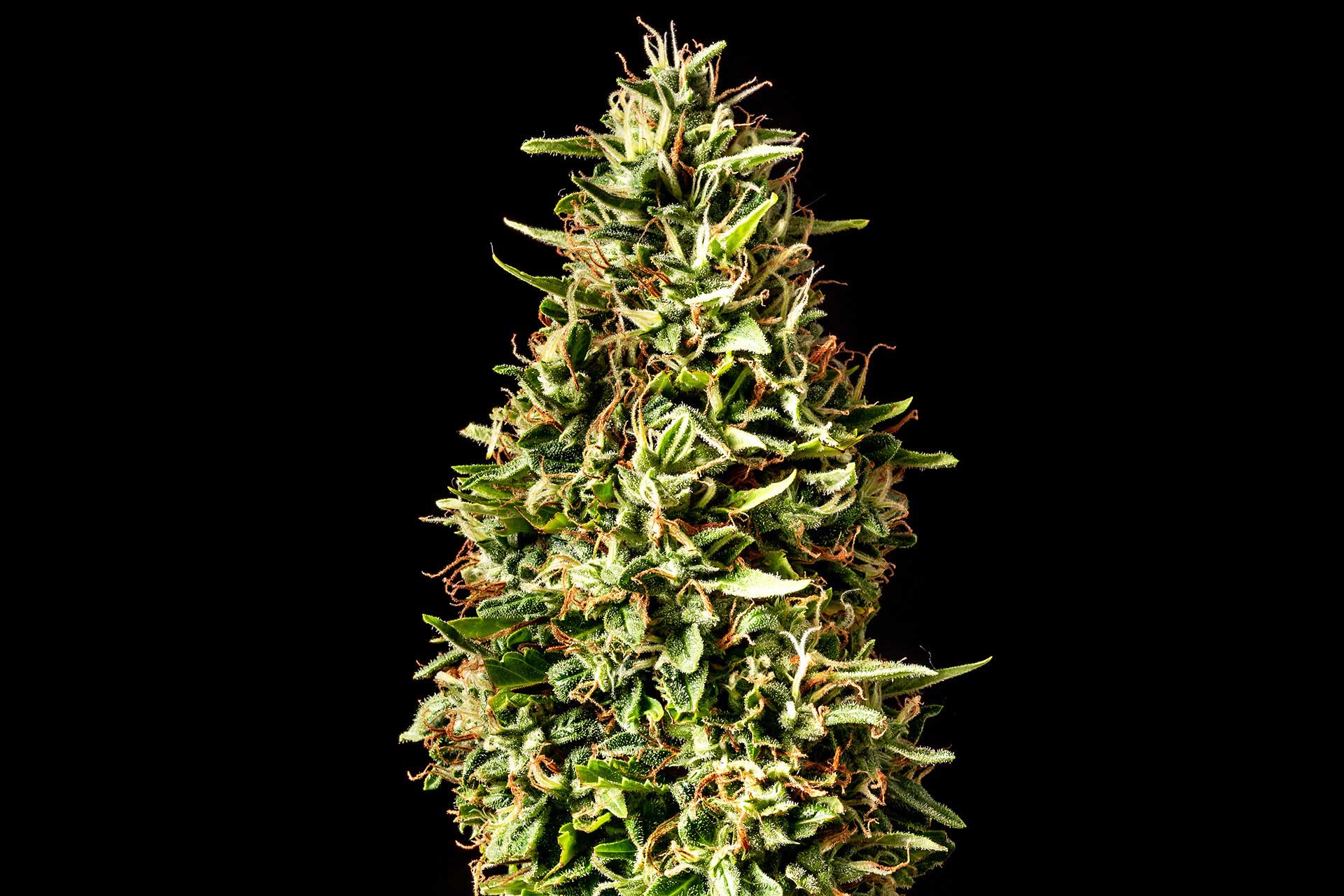 Marijuana seeds - Autoflowering: Runtz Auto (1)