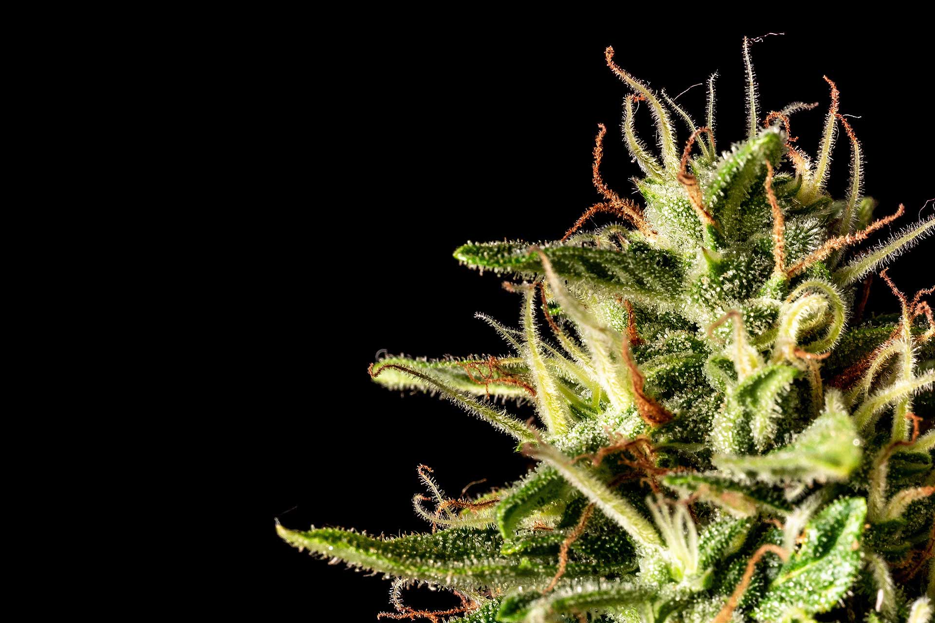 Marijuana seeds - Autoflowering: Runtz Auto (2)