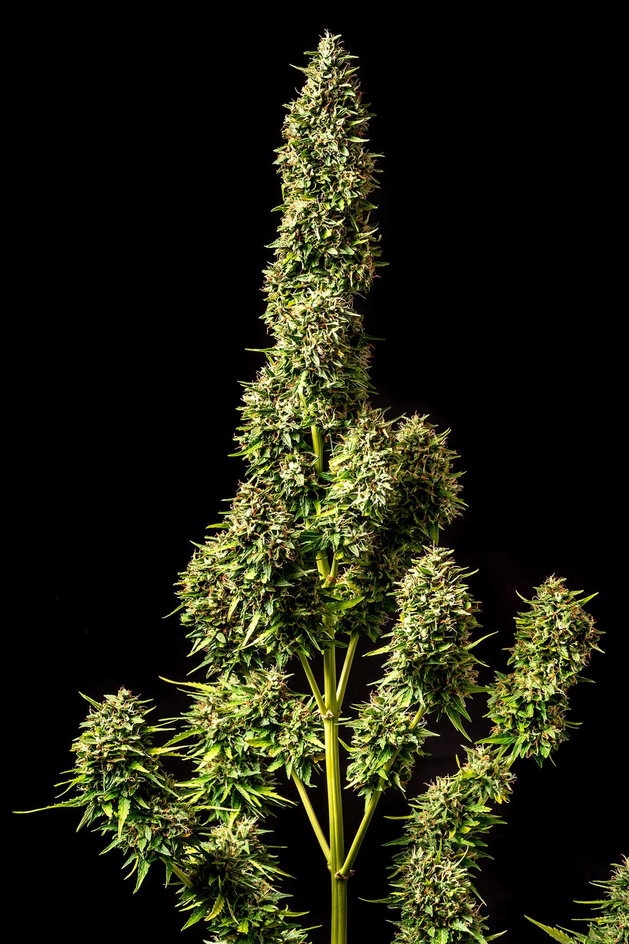 Marijuana seeds - Autoflowering: Runtz Auto (3)