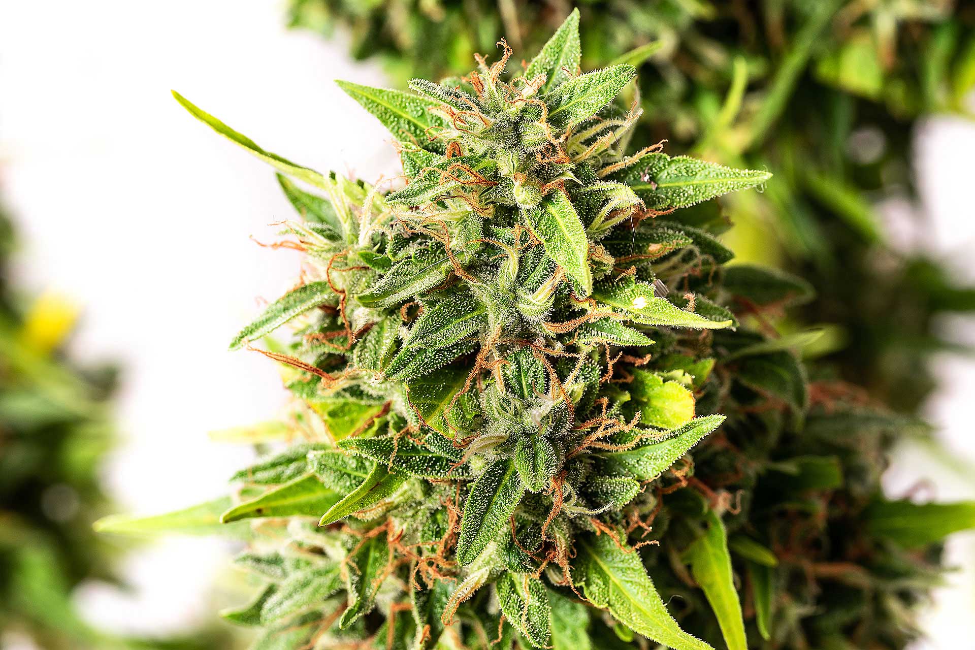 Marijuana seeds - Autoflowering: Runtz Auto (4)