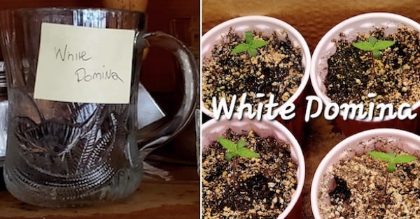 grow tagebuch white domina