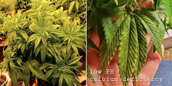grow tagebuch white domina