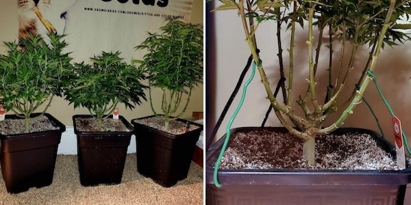 grow tagebuch white domina