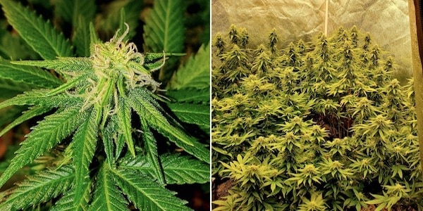 grow tagebuch white domina
