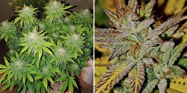 grow tagebuch white domina