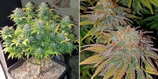 grow tagebuch white domina
