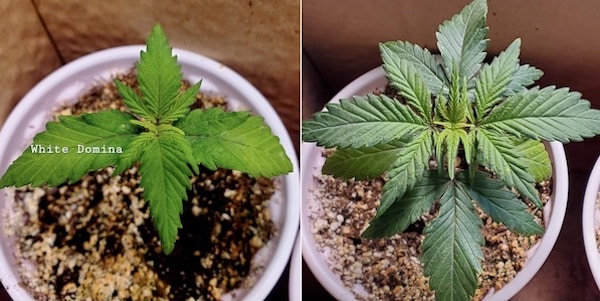 grow tagebuch white domina