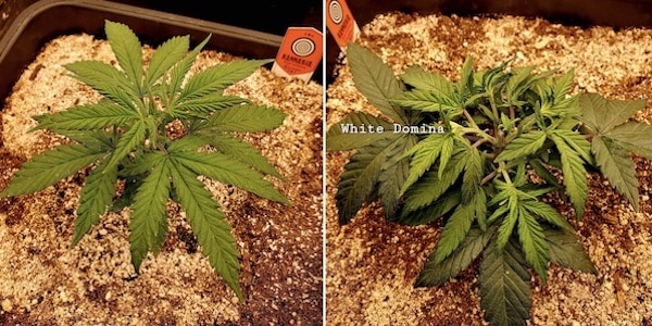 grow tagebuch white domina